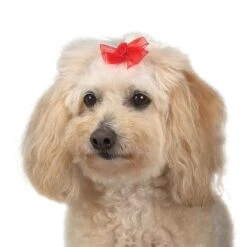 Aria Sheer Delight Bow Canister 100Pc -Pet Grooming Discounts dt157 99 010