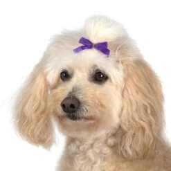 Aria Multi Color Bow Canister 3/8In 100Pc -Pet Grooming Discounts dt161 99 006