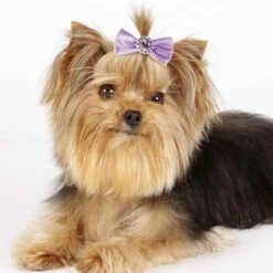 Aria Pixie Bow Canister 100Pc 11 Aria Pixie Bow Canister 100Pc -Pet Grooming Discounts dt163 99 005