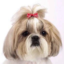 Aria Romeo Bows 48 Piece Canisters 13 Aria Romeo Bows 48 Piece Canisters -Pet Grooming Discounts dt807 48 006