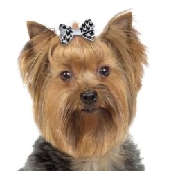 Aria Coco Bows 48-Piece Canisters -Pet Grooming Discounts dt9988 48 003